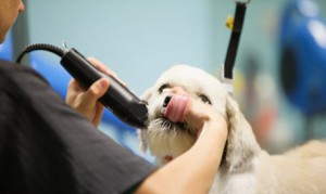 pet clippers